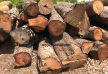 Rosewood export: NPP members getting permits despite ban – EIA