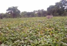 Orange-Fleshed Sweet Potato Nursery commissioned in Bole District