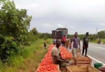 West Gonja: Huge tomato harvest by a non- native at Larabanga generates debate