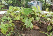 Let Us Replant The “Salavaged” Rosewood Now Or the Next Generation Will Surf the Net Just To See It