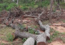 Bole District: Cutting Down of Shea Trees for Charcoal burning rampant at Tinga