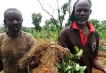 Marauding Elephants of Mole Park Destroys Farms In West Gonja District