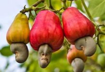 Fulani herdsmen destroying our Cashew farms – Bole Farmers