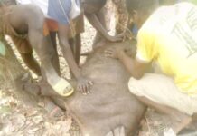 3 Farmers wounded by Buffalo at Akamade in East Gonja Municipality of the Savannah region