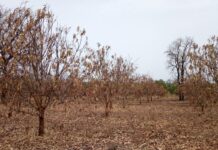 Damongo: Farmer Appeals For Support As His 15 Acres Of Mango/Cashew Plantation Got Burnt