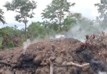 Occupation for Women: Burning Shea Trees for charcoal threatens economic livelihood in Savannah Region