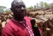 Jaksally’s Crusade On rosewood harvesting Through Shaming Chiefs is on Wrong Footing- sub Chief in Gonja