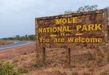 Two Animal Killers at Mole Park arraigned before Bole Court