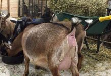 Bole Court Fines Two Young men GHc300 for Stealing Pregnant Goat