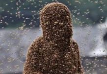 West Gonja: Kabampe Woman in critical condition after attack by bees