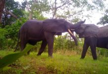 Mole Park Welcomes early Rains, vegetation starts to look green and animals in first rain shared