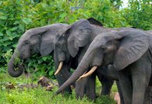 Mole National Park celebrates World Elephant Day 2022