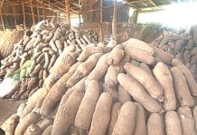Bole: Stealing of Tubers of Yams at Farms on the Increase