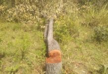 Chiefs & People of Mankuma Bans Felling of Economic trees
