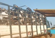 Daboya- Mankarigu MP To buy Votes with 3 truckload of motorbikes- NDC